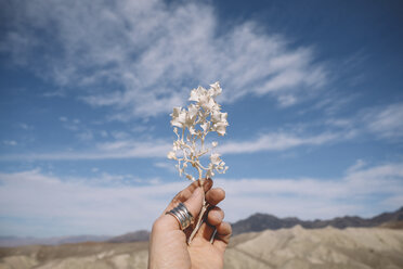 Ausgeschnittene Hand einer Frau, die eine weiße Pflanze vor Bergen und bewölktem Himmel im Death Valley National Park hält - CAVF51384