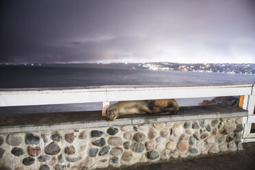 Sea lion sleeping on retaining wall against sea during night - CAVF51396