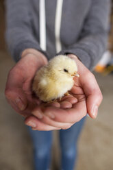 Midsection of teenage girl holding baby chicken while standing in animal pen - CAVF51405