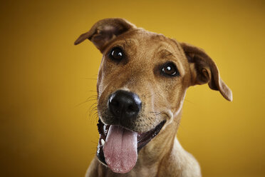 Close-up portrait of dog panting against yellow background - CAVF51442