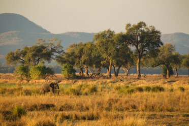 Elephant (Loxodonta Africana), Mana Pools, Zimbabwe - CUF46508