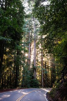 Ländliche Straße im sonnenbeschienenen Wald, Mendocino, Kalifornien, Vereinigte Staaten - ISF20113