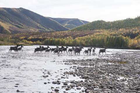 Hirsch im Fluss im Yukon_Charley Rivers National Preserve, lizenzfreies Stockfoto