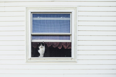 Porträt einer Katze durch ein Fenster gesehen - CAVF51537