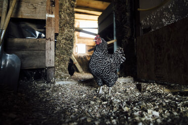 Stehendes Huhn in der Scheune - CAVF51538