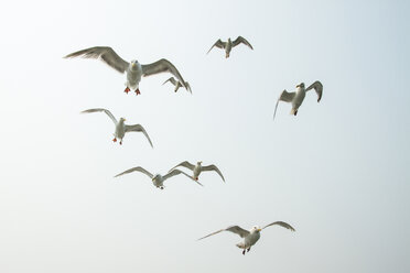 Low angle view of Möwen fliegen gegen klaren Himmel - CAVF51573