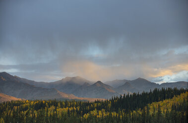 Landschaftliche Ansicht von Bäumen an Bergen im Denali National Park and Preserve gegen den Himmel - CAVF51796