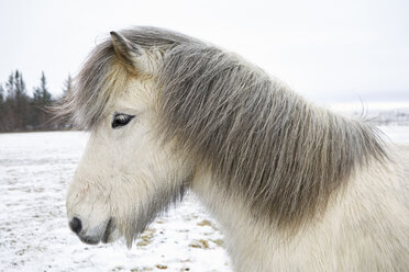 Seitenansicht eines Islandpferdes, das im Winter auf einem Feld steht - CAVF51838