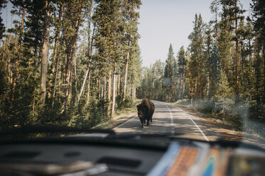 Amerikanischer Bison auf der Straße, gesehen durch die Windschutzscheibe eines Autos im Yellowstone National Park - CAVF51976