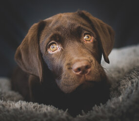 Close-up of dog lying on carpet at home - CAVF51987