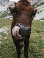 Porträt einer Kuh, die ihre Zunge herausstreckt, während sie auf einem grasbewachsenen Feld steht - CAVF52042