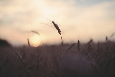 Close-up of wheat growing on field against sky during sunset - CAVF52113