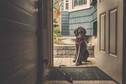 Hund vor der Tür sitzend - CAVF52145