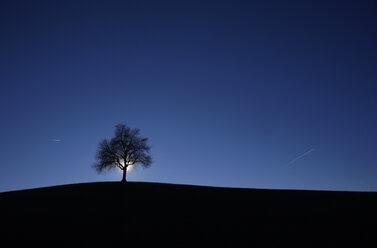 Silhouette bare tree on field against blue sky at night - CAVF52226