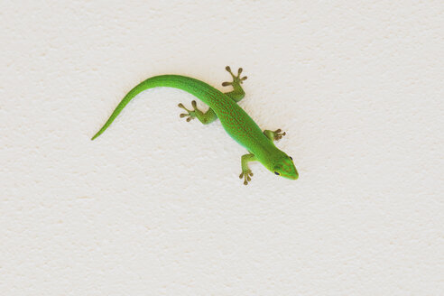 Green gecko on wall - MMAF00685