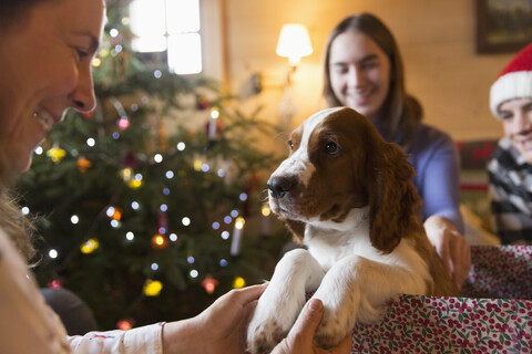 Familie mit Hundewelpe in Weihnachtsgeschenkbox, lizenzfreies Stockfoto