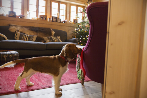 Niedlicher Hund mit Strumpf im Weihnachtswohnzimmer, lizenzfreies Stockfoto