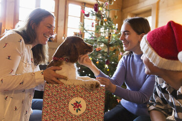 Familie spielt mit Hund in Weihnachtsgeschenkbox - HOXF03966