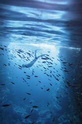 Frau beim Schnorcheln unter Wasser zwischen Fischen, Vava'u, Tonga, Pazifischer Ozean - HOXF04156