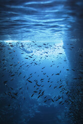 Junge Frau beim Schnorcheln unter Wasser inmitten von Fischschwärmen, Vava'u, Tonga, Pazifischer Ozean - HOXF04160