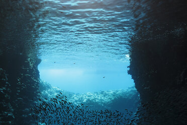 School of fish swimming underwater, Vava'u, Tonga, Pacific Ocean - HOXF04165