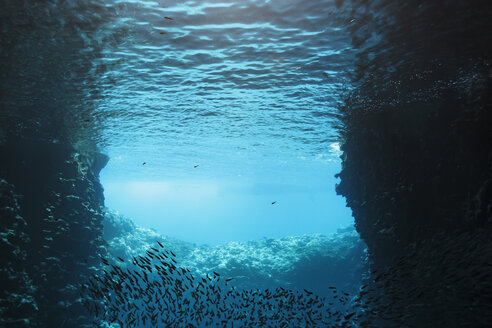 Unterwasser schwimmender Fischschwarm, Vava'u, Tonga, Pazifischer Ozean - HOXF04165