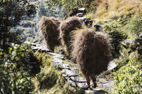 Männer tragen Grasbündel auf einem sonnigen Fußweg, Supi Bageshwar, Uttarakhand, Vorgebirge des indischen Himalayas - HOXF04174