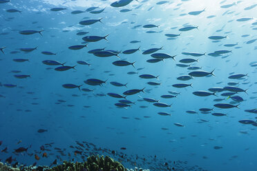 Schwarm tropischer Fische schwimmt unter Wasser im blauen Ozean, Vava'u, Tonga, Pazifischer Ozean - HOXF04175
