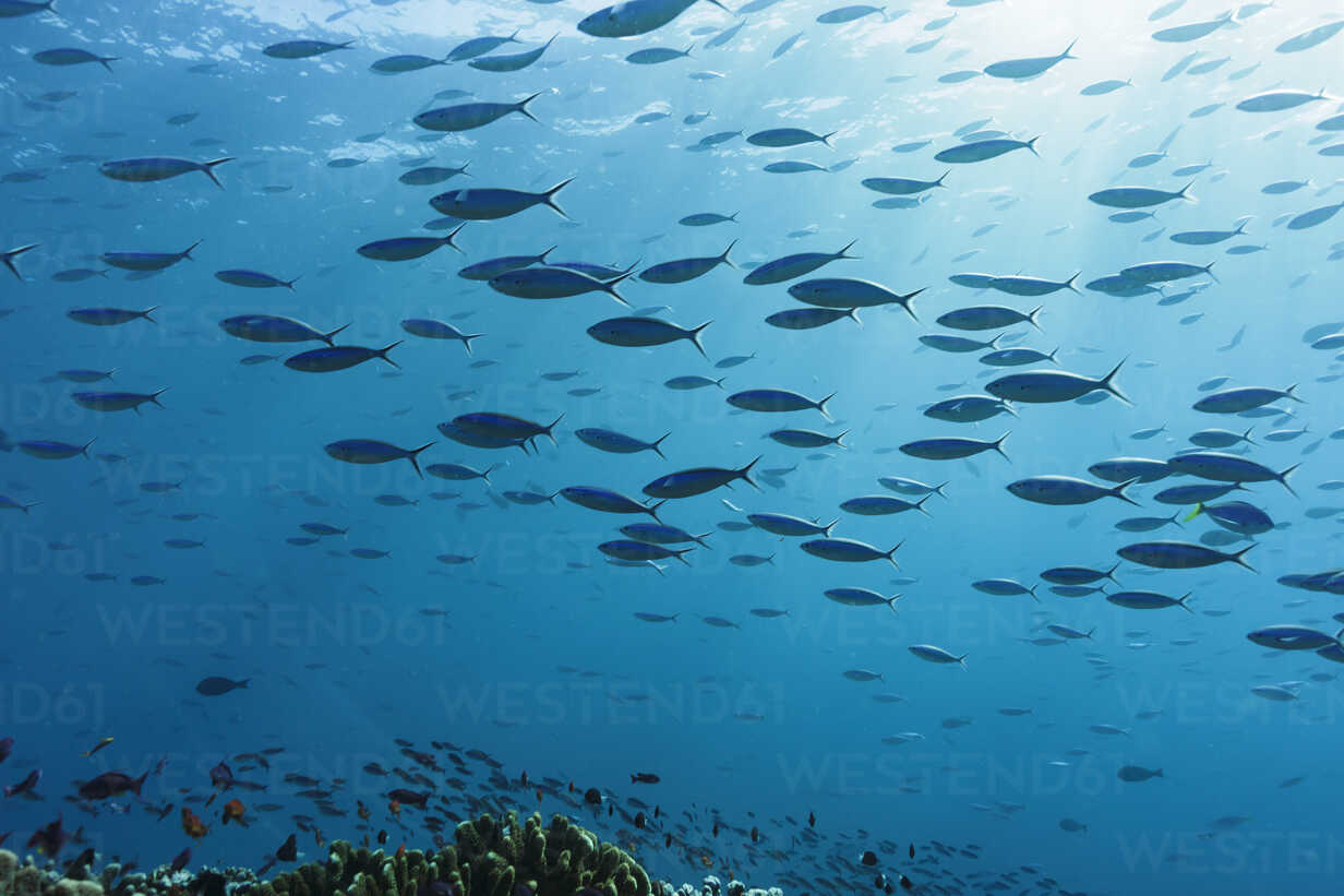 School of tropical fish swimming underwater in blue ocean, Vava'u, Tonga,  Pacific Ocean stock photo