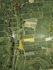 Indonesia, Bali, Aerial view of rice fields from above - KNTF02292