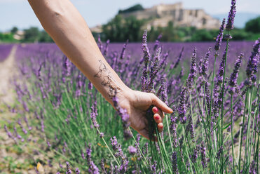 Frankreich, Provence, Grignan, Frauenarm mit temporärer Weltkarten-Tätowierung in einem Lavendelfeld - GEMF02432