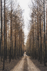 Germany, Brandenburg, Treuenbrietzen, Forest, slash and burn, empty forest road - ASCF00905