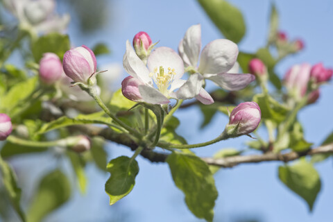 Apfelbaum, Apfelblüten, lizenzfreies Stockfoto