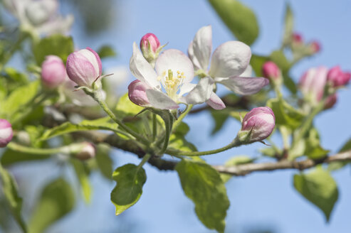 Apfelbaum, Apfelblüten - CRF02806