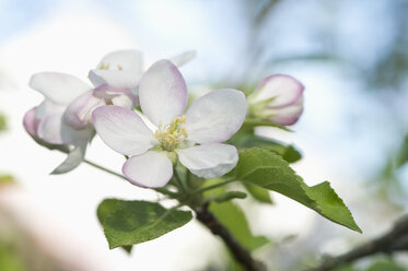 Apfelbaum, Apfelblüten - CRF02807