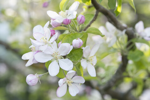 Apfelbaum, Apfelblüten, lizenzfreies Stockfoto