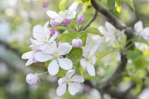 Apfelbaum, Apfelblüten - CRF02808