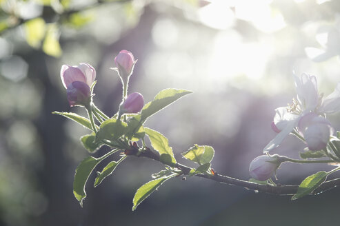 Apfelbaum, Apfelblüten, Sonnenlicht - CRF02809