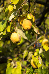 Reife Quitten am Baum im Herbst - NDF00813