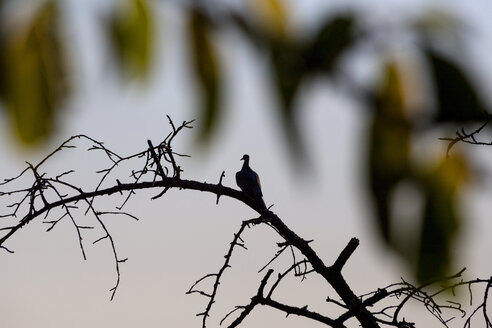 Taube auf totem Baum sitzend - NDF00815