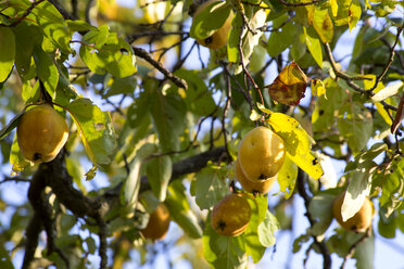 Ripe quinces at tree in autumn - NDF00816