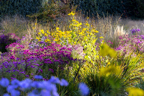 Blumen im Garten im Herbst, lizenzfreies Stockfoto