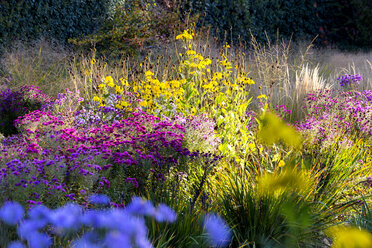 Blumen im Garten im Herbst - NDF00817