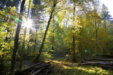 Deutschland, Bayern, bei Würzburg, Gramschatzer Wald im Herbst - NDF00822