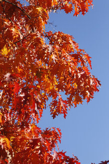 Eichenbaum, Eichenblätter im Herbst - JTF01118
