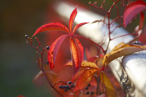 Virginia-Kletterpflanze, Vitis vinifera, Blätter im Herbst - JTF01119