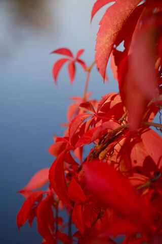 Virginia-Kletterpflanze, Vitis vinifera, Blätter im Herbst, lizenzfreies Stockfoto