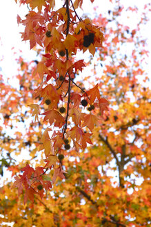 Deutschland, Roter Eukalyptus, Liquidambar styraciflua, im Herbst - JTF01121