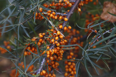 Sanddorn, Hippophae rhamnoides - JTF01123