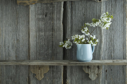 Twig of cherry blossoms in jar in front of rustic wooden wall - ASF06241